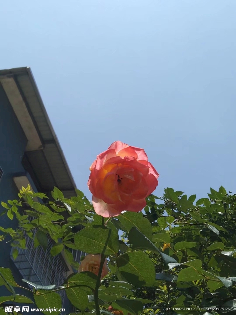 阳光下的月季