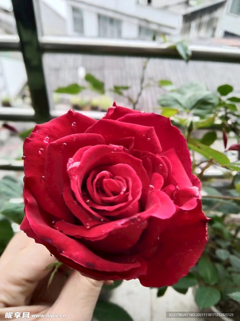 红玫瑰