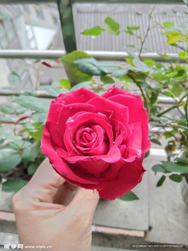 玫瑰花