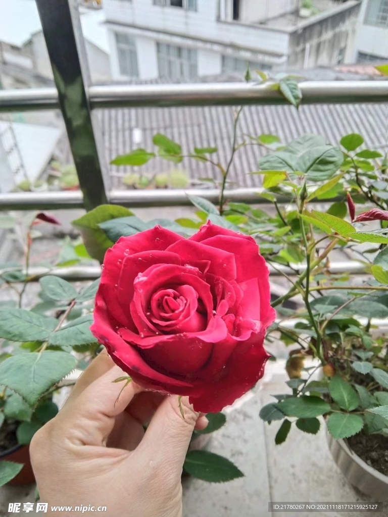 月季花