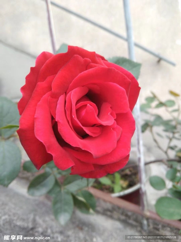 月季花