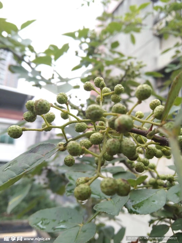 花椒树