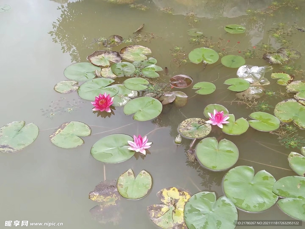 莲花