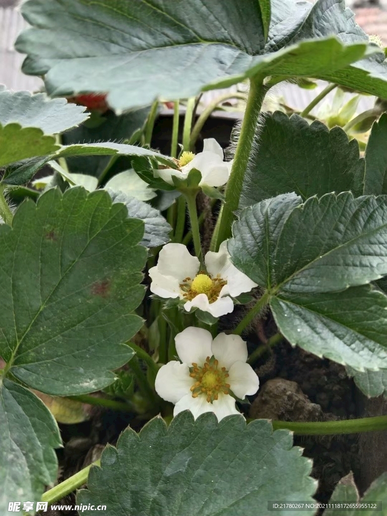 草莓花