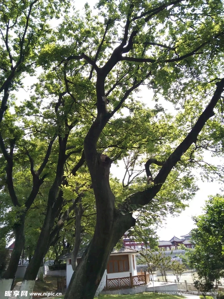 大树