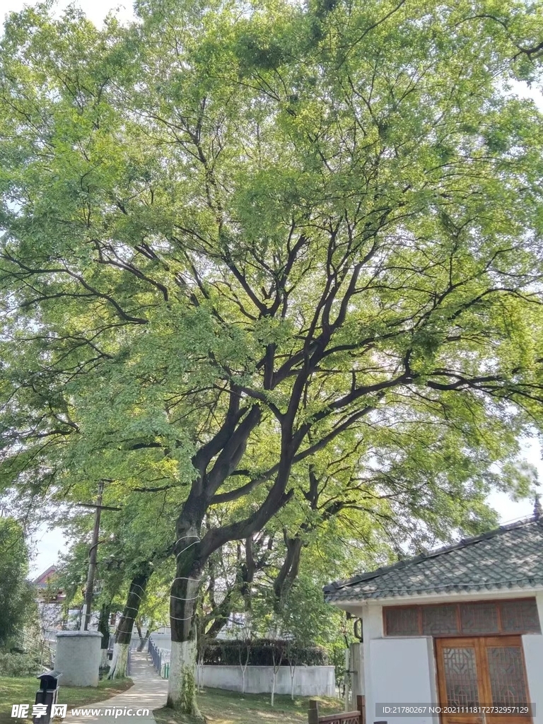 公园绿树