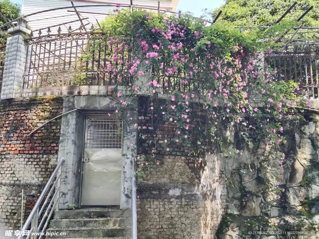 月季花