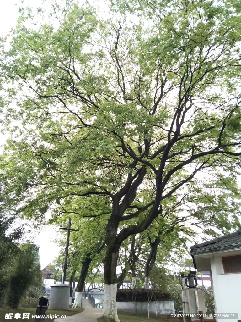 参天大树