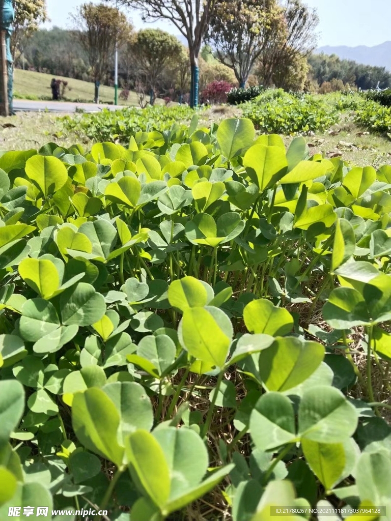 四叶草