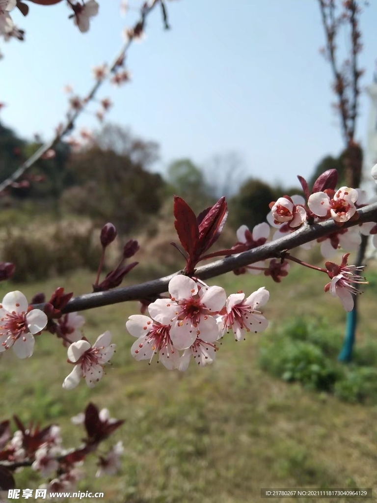 腊梅