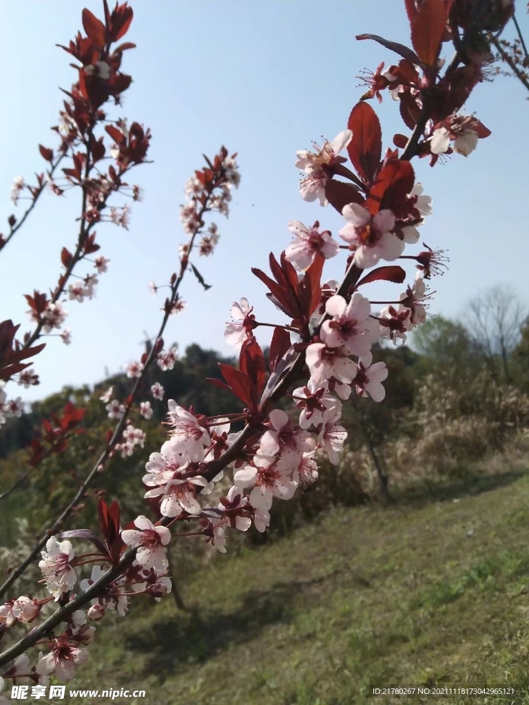 腊梅