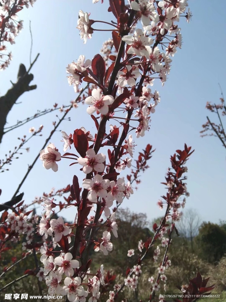 梅花枝头