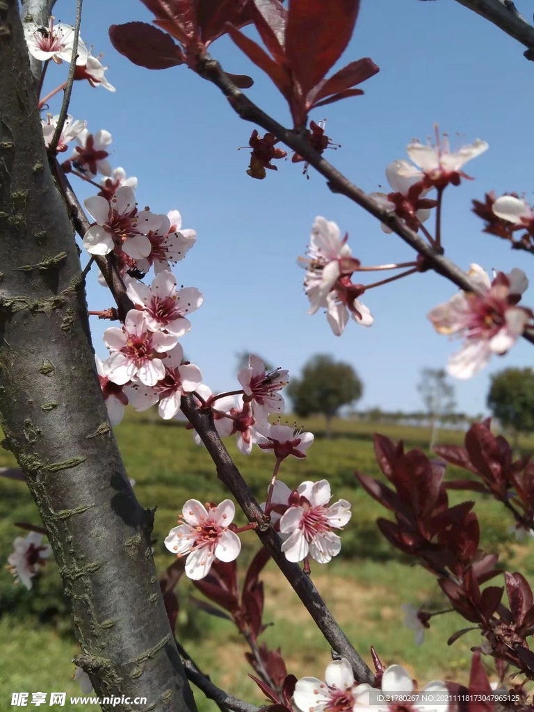 梅花