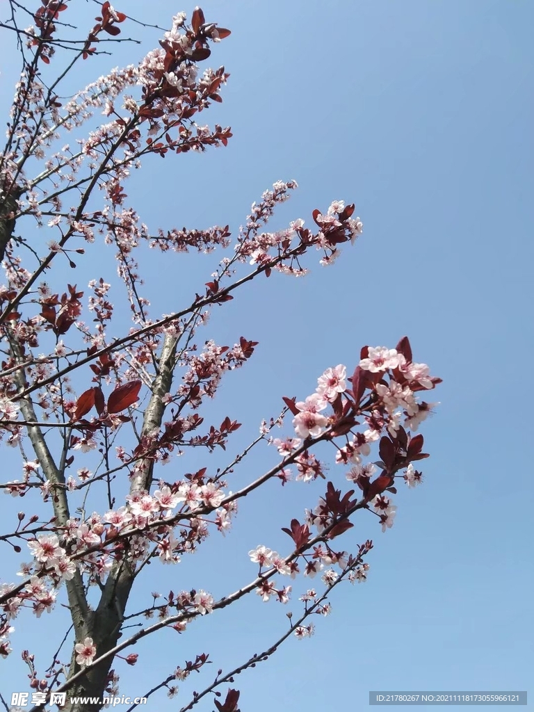 梅花