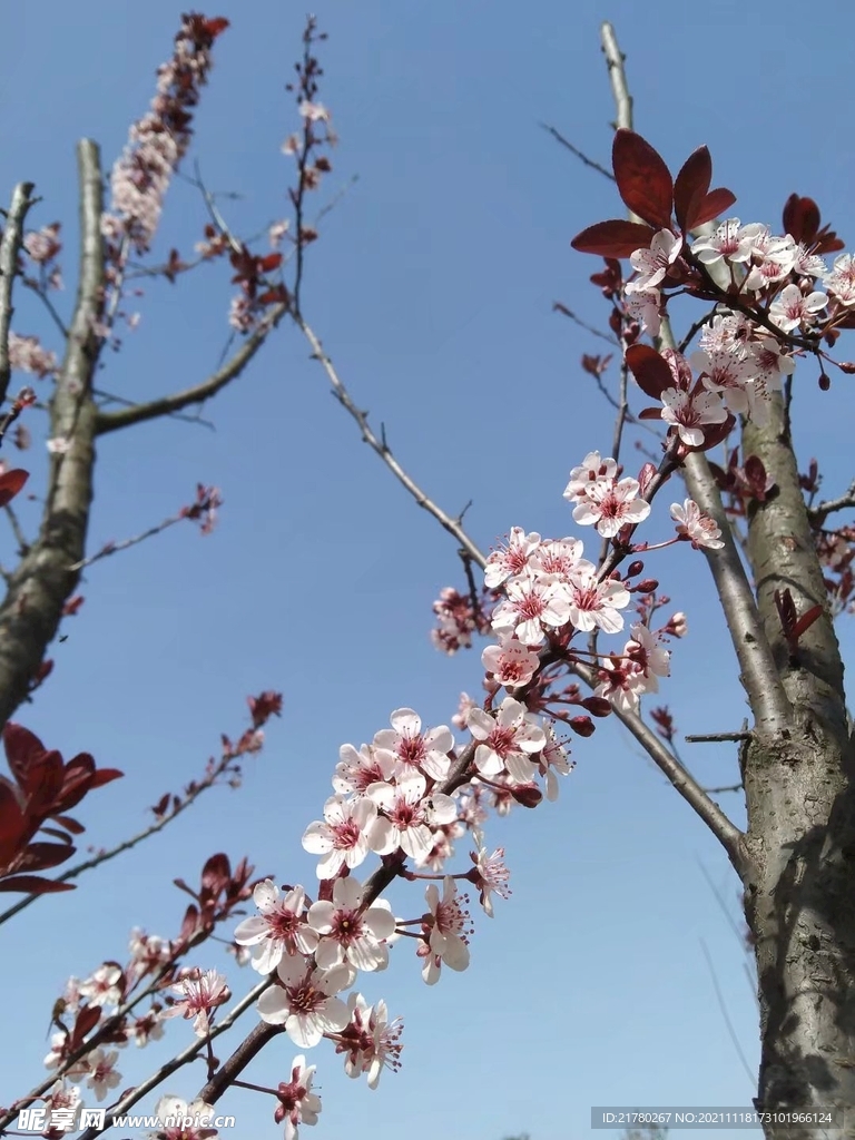 梅花枝头