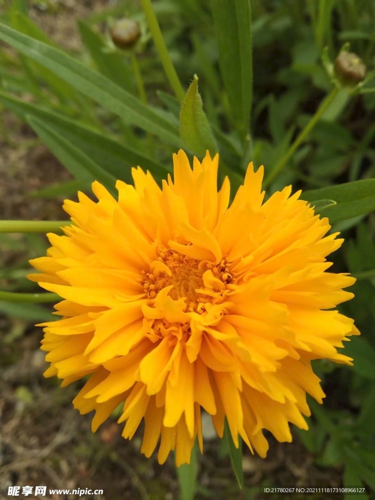 菊花