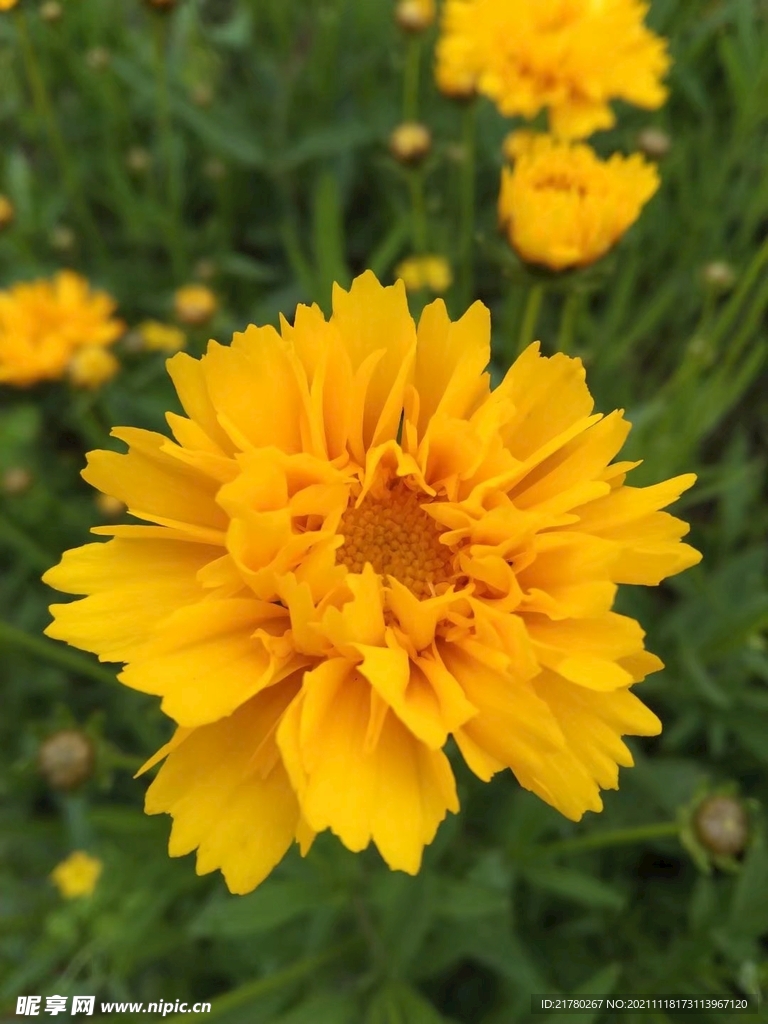 菊花