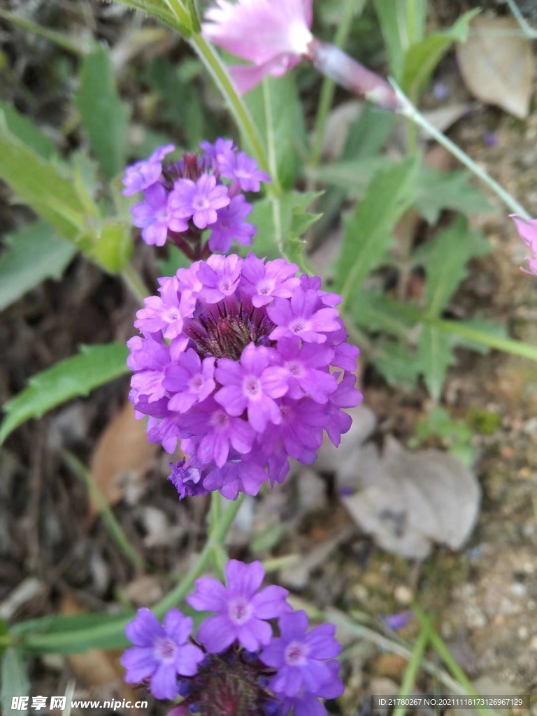 绣球花