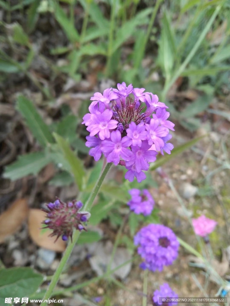 路边花