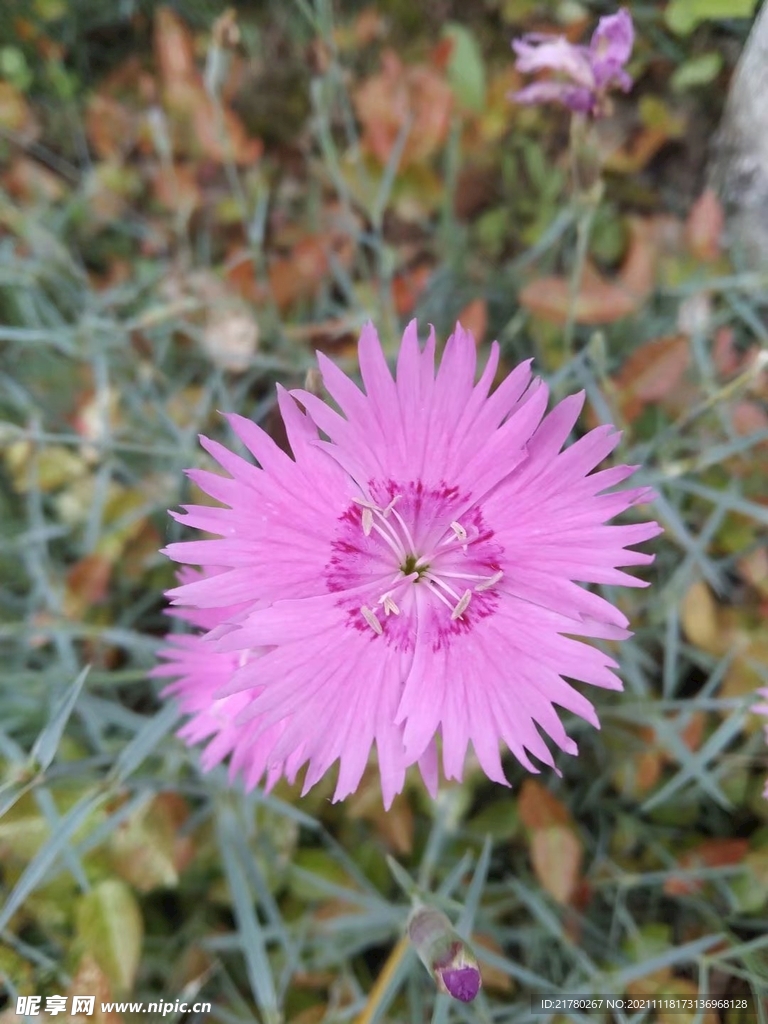 花花