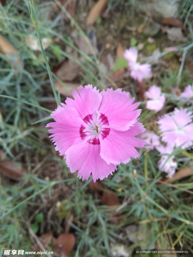 小花