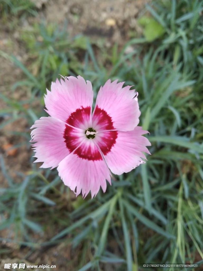 小野花