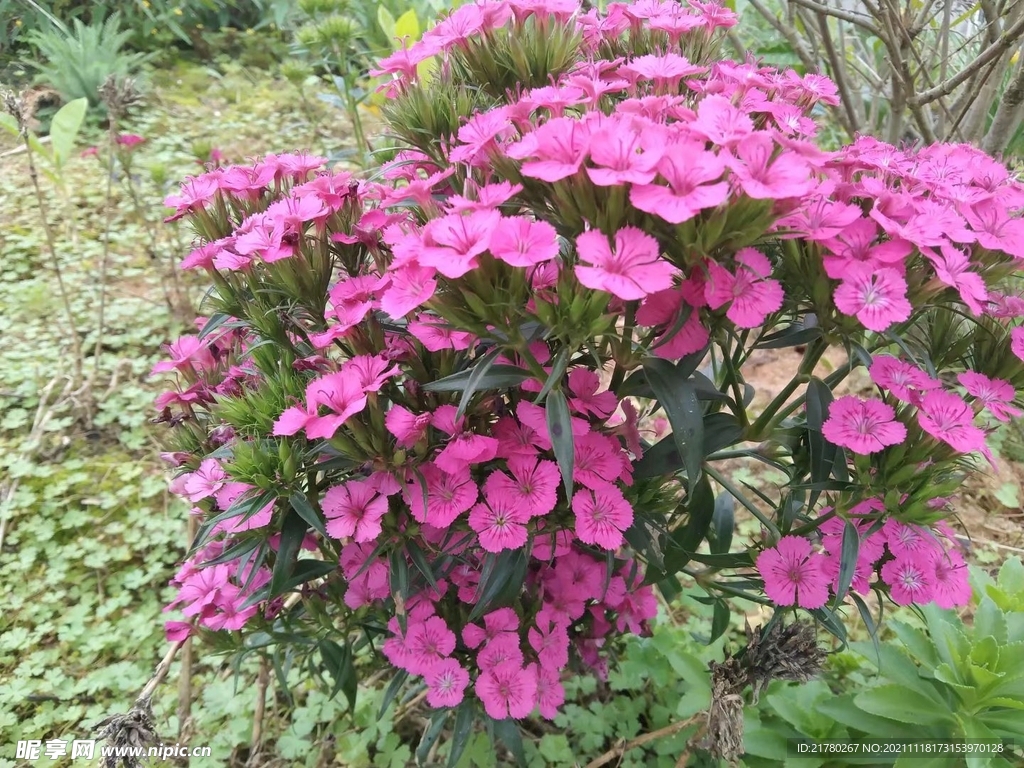 花丛