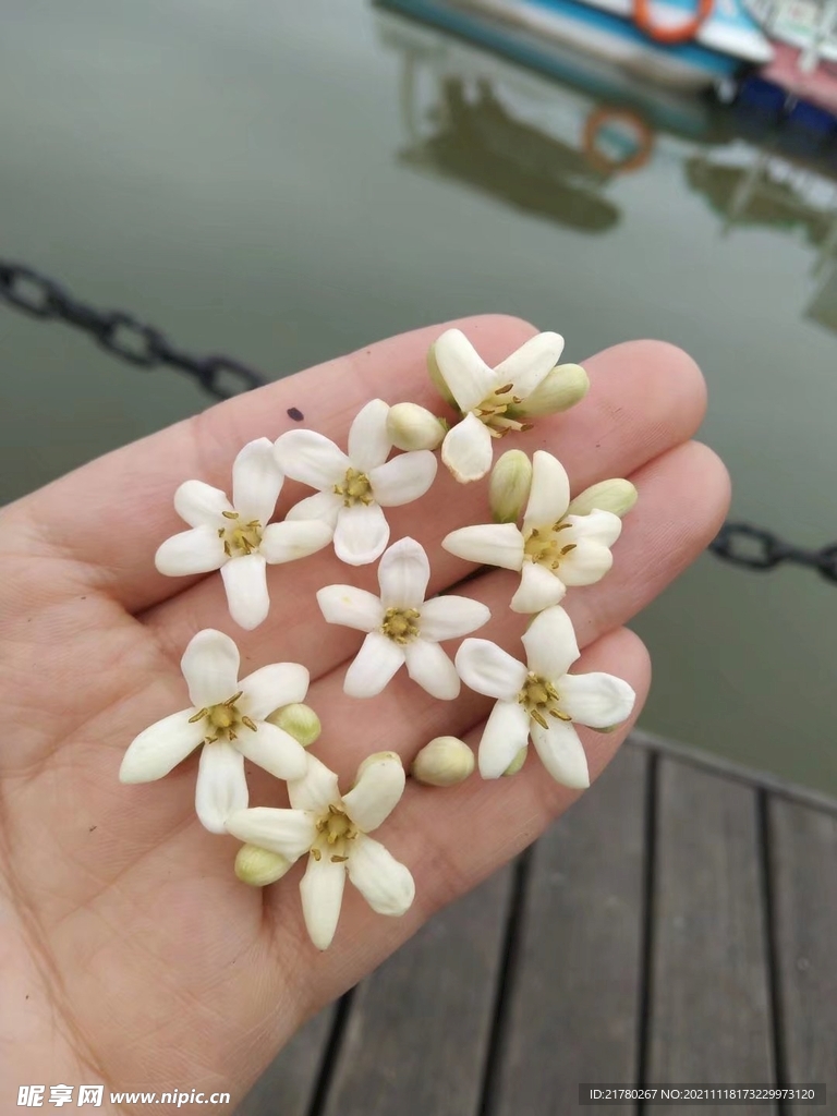 手掌里的花朵