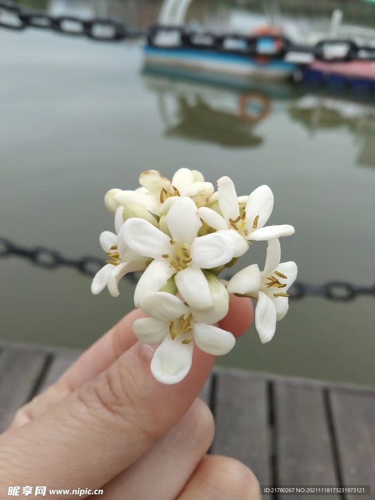 一朵花