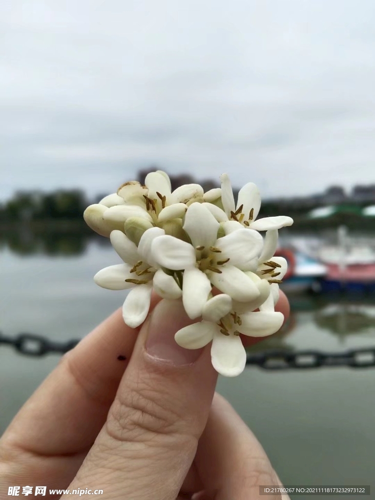 小束花