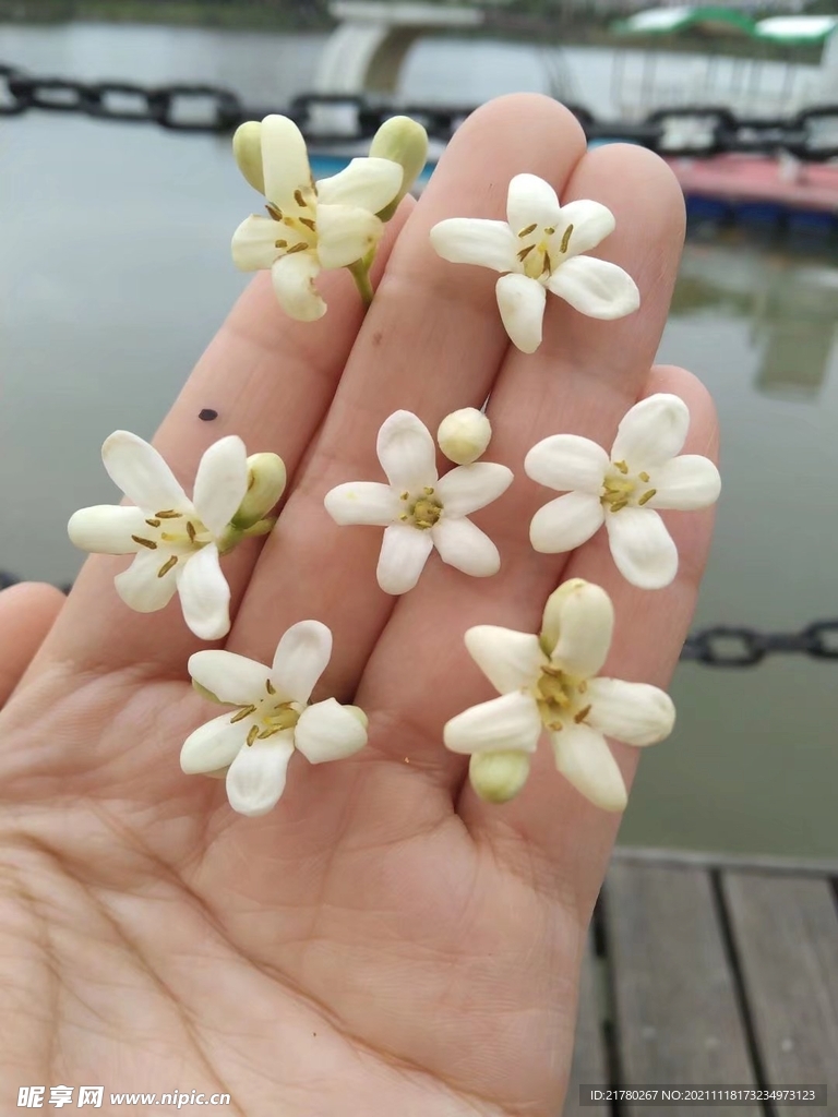 小白花