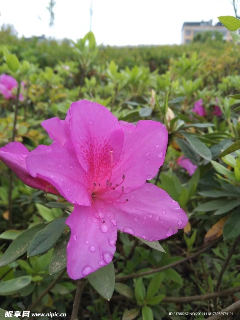雨后一枝花