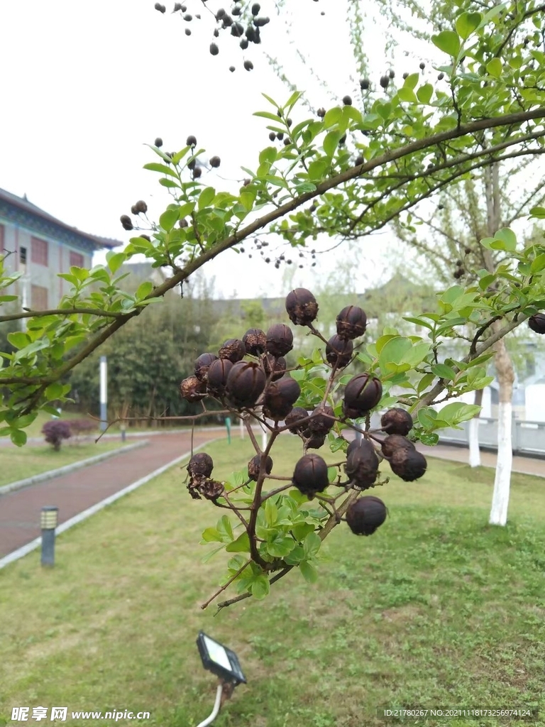 树枝绿枝