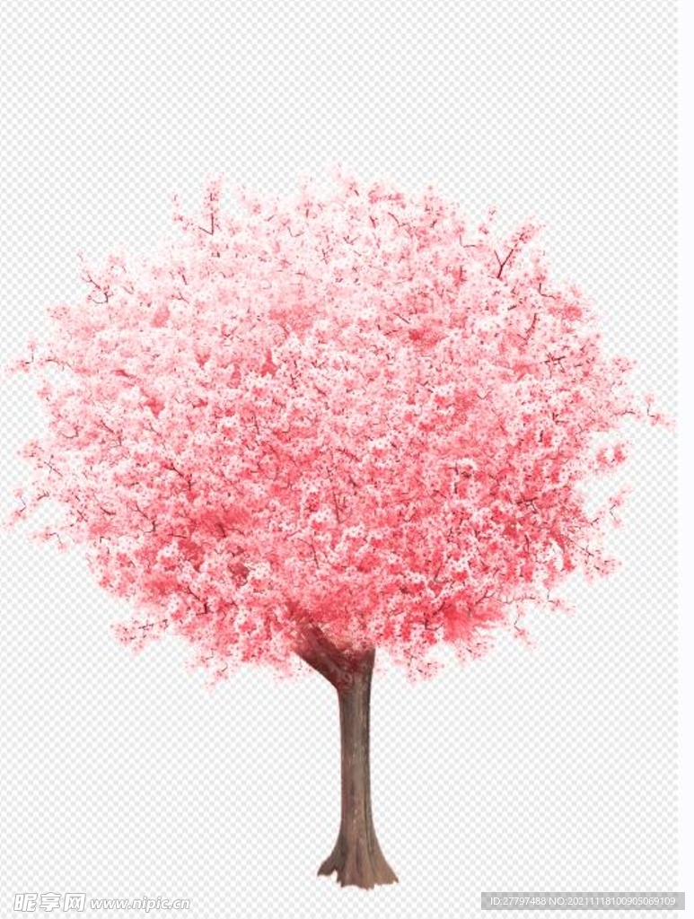 花卉 植物 鲜花