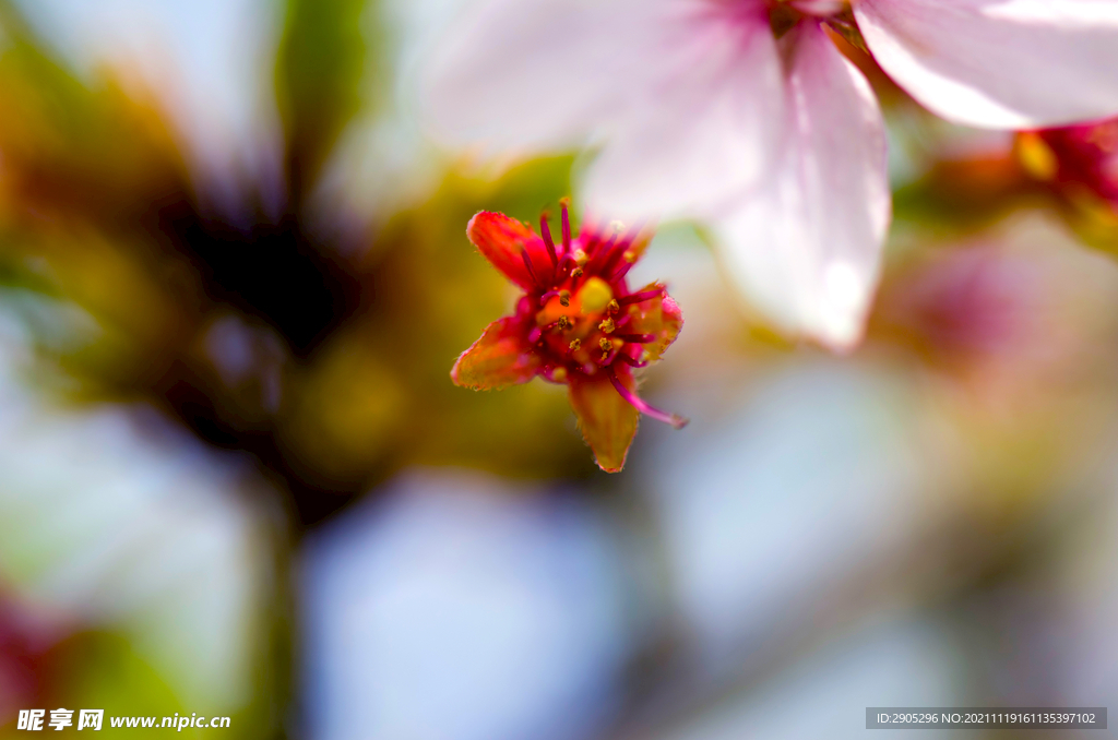 樱花花瓣