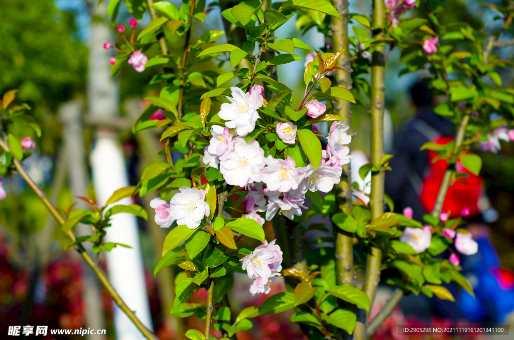 樱花花蕊