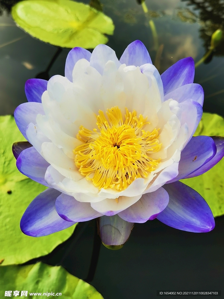 莲花