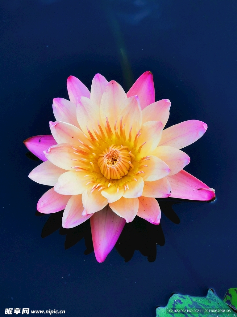 莲花