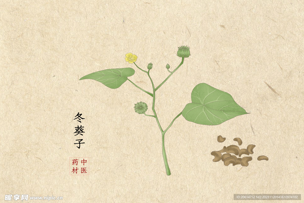 冬葵子