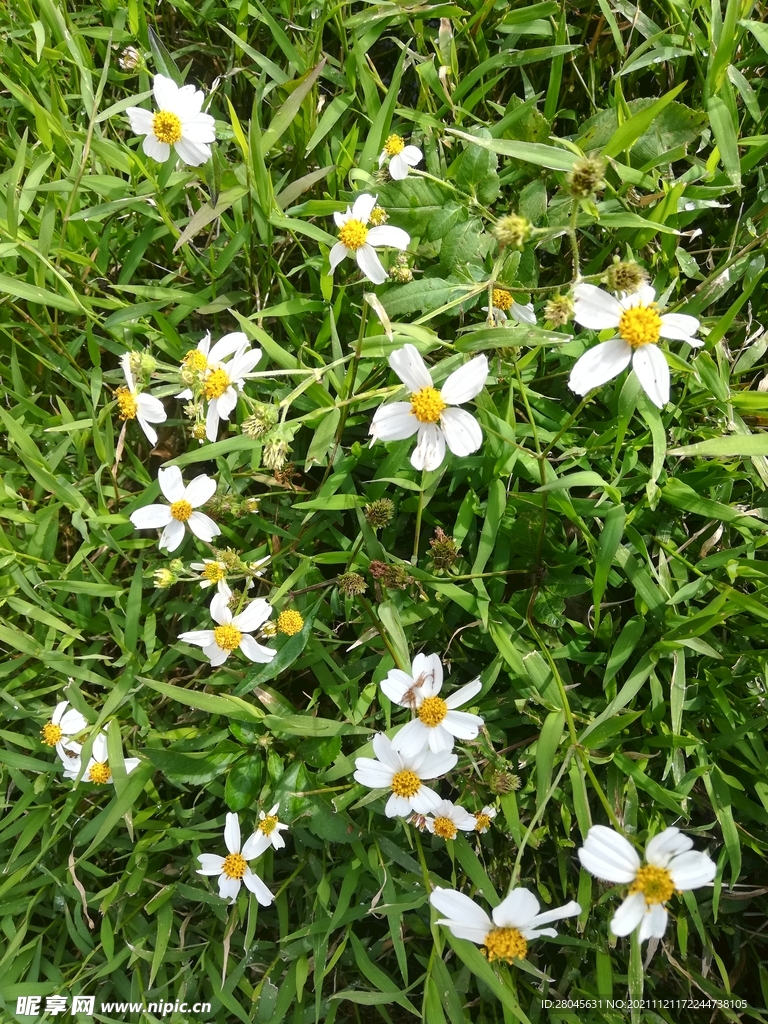 绿小草小白花