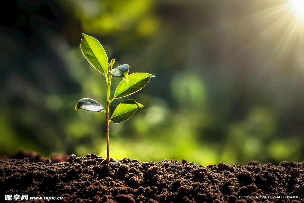 在花园里长着阳光的小树
