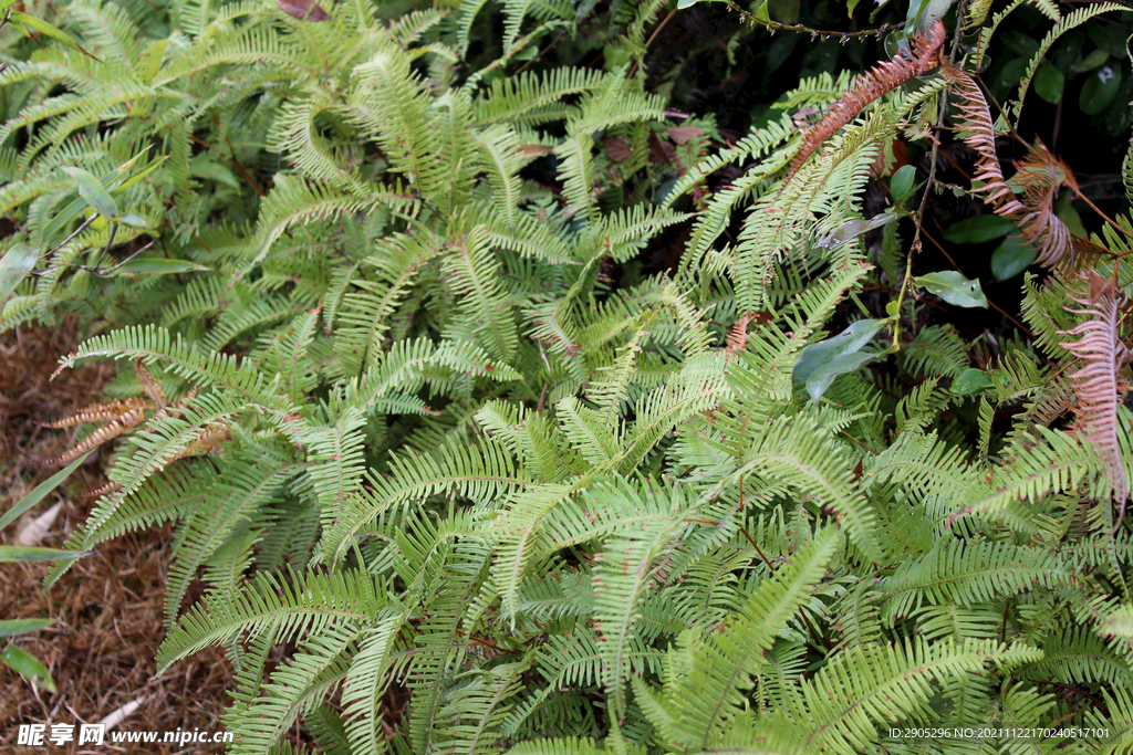 蕨类植物