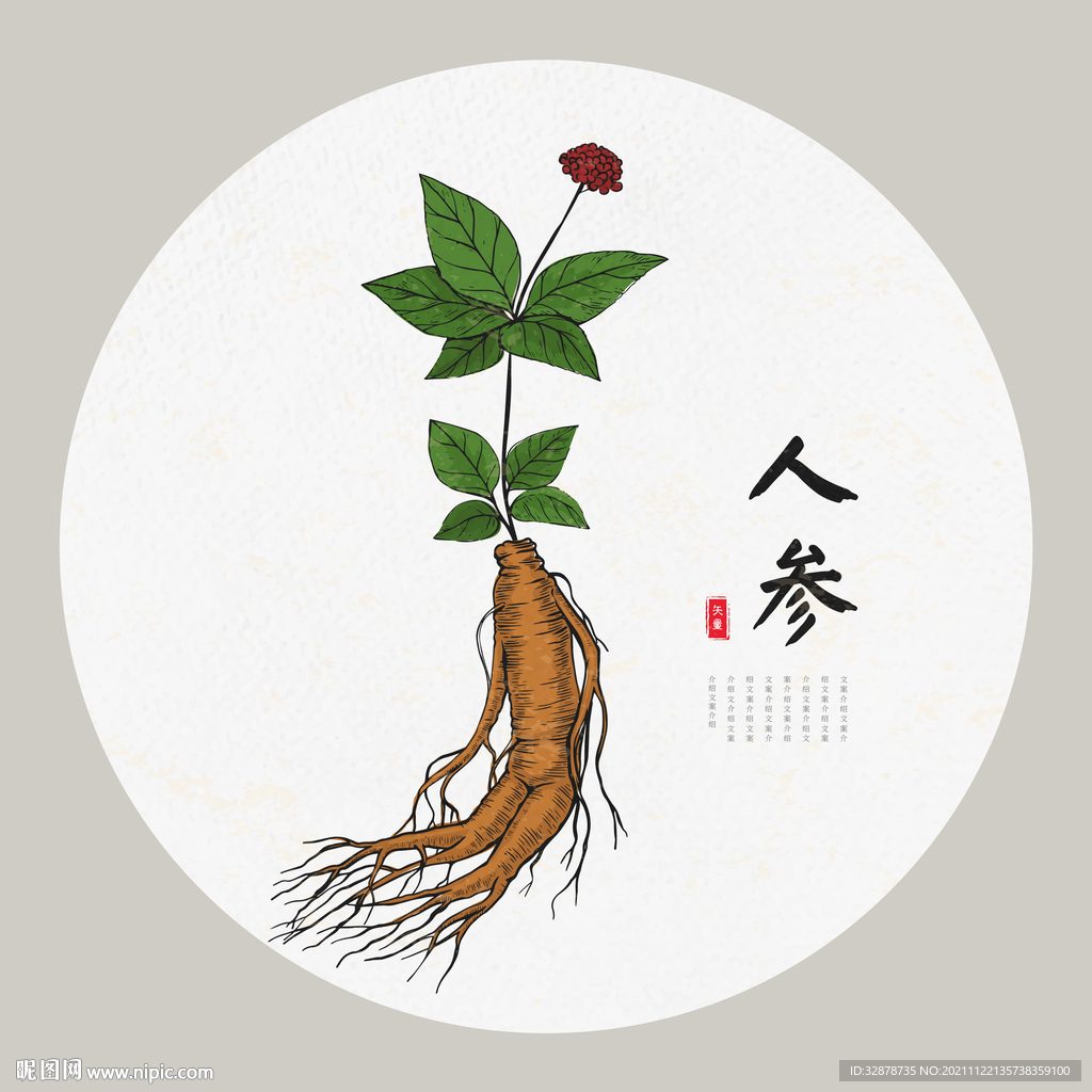 人参手绘