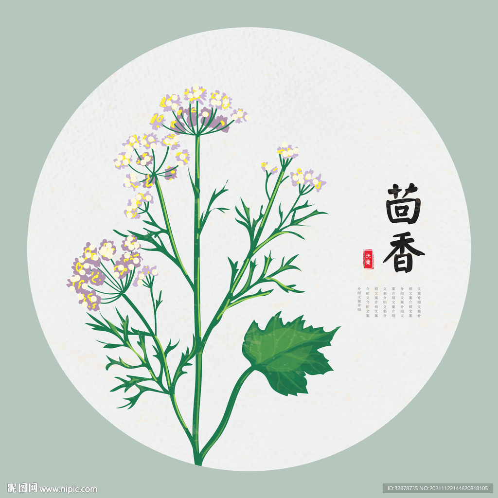 茴香手绘