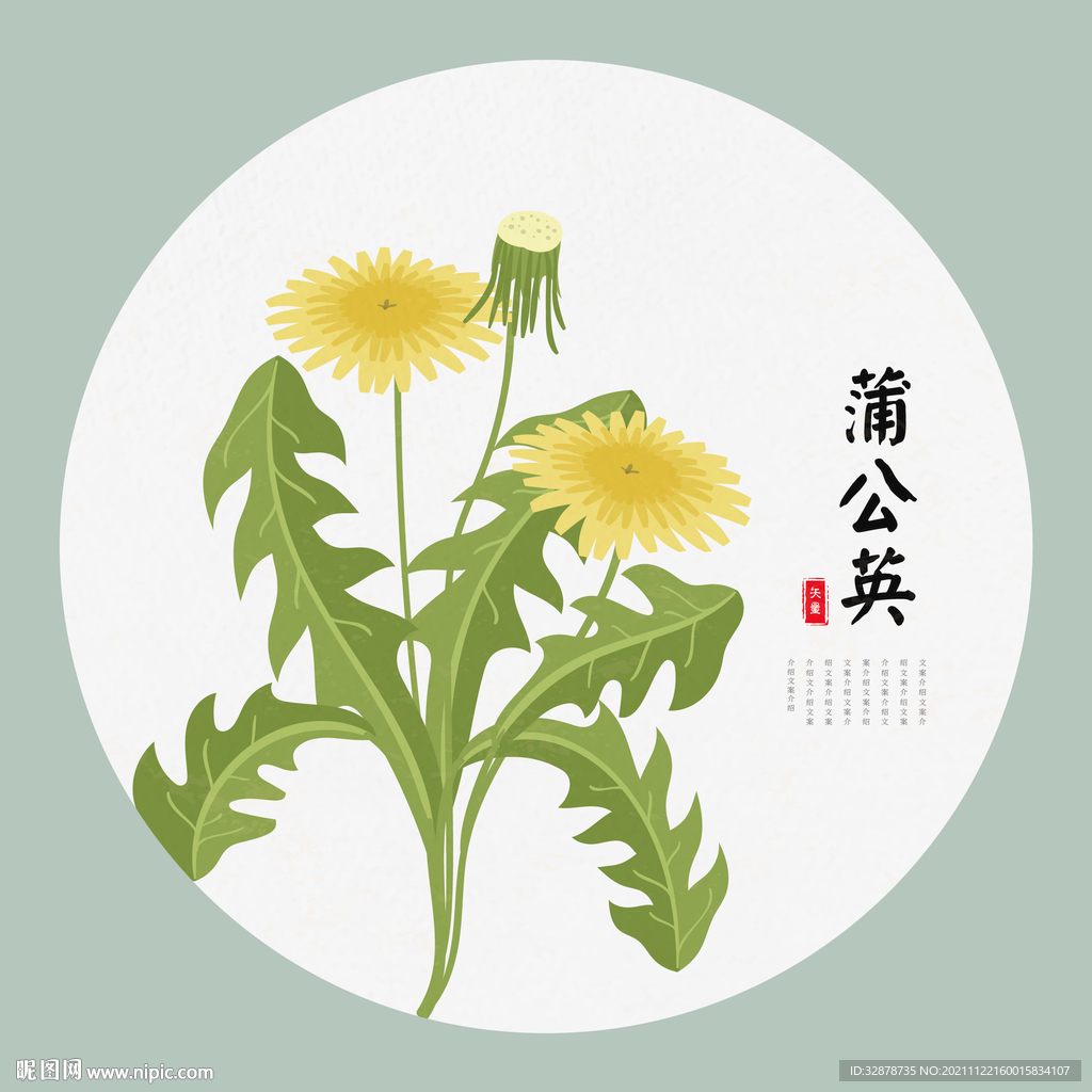蒲公英