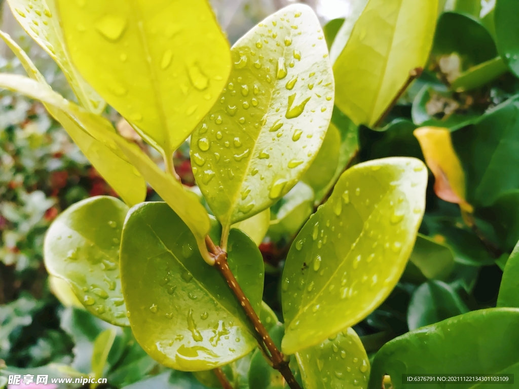 雨后绿叶水滴
