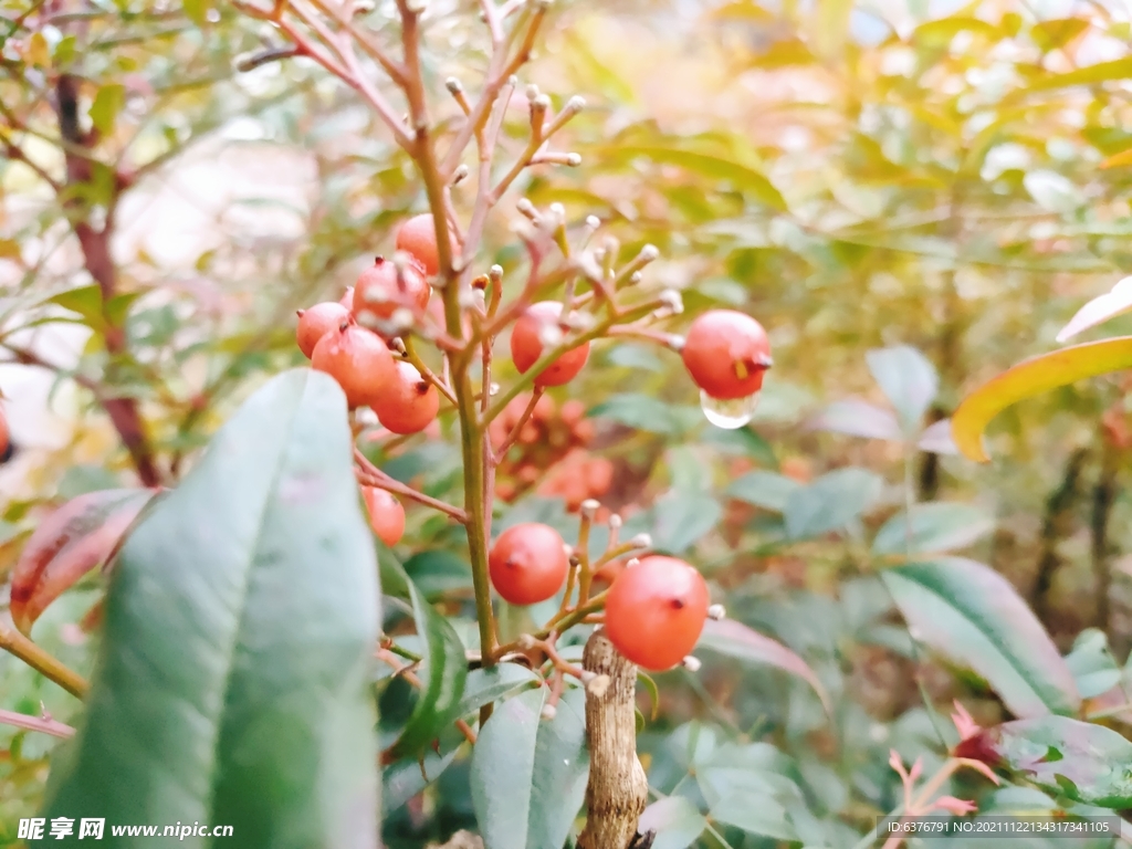 雨后水滴果实 