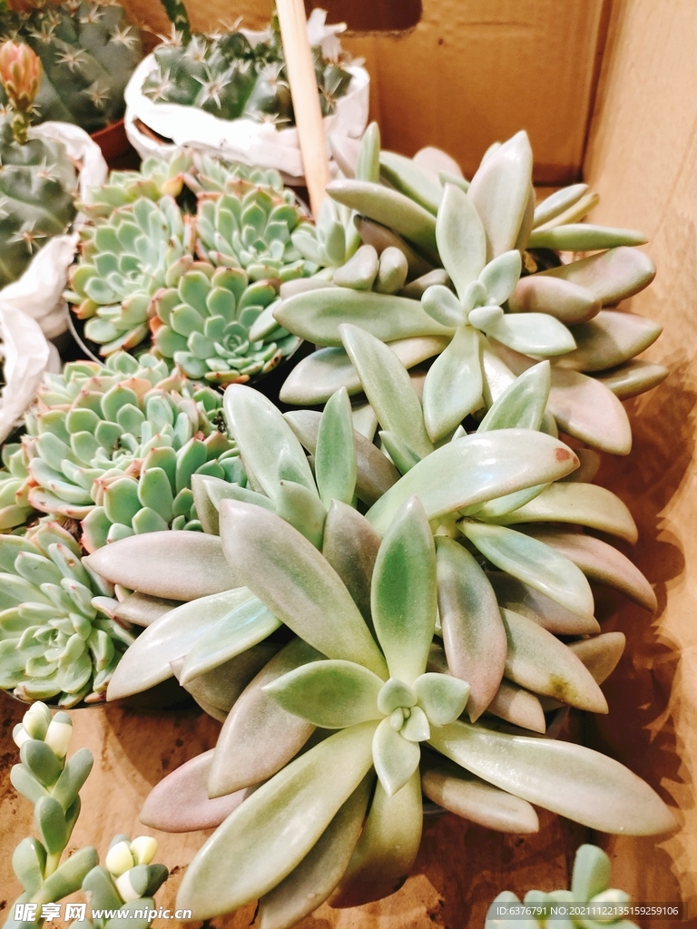 多肉 盆栽 绿色 花