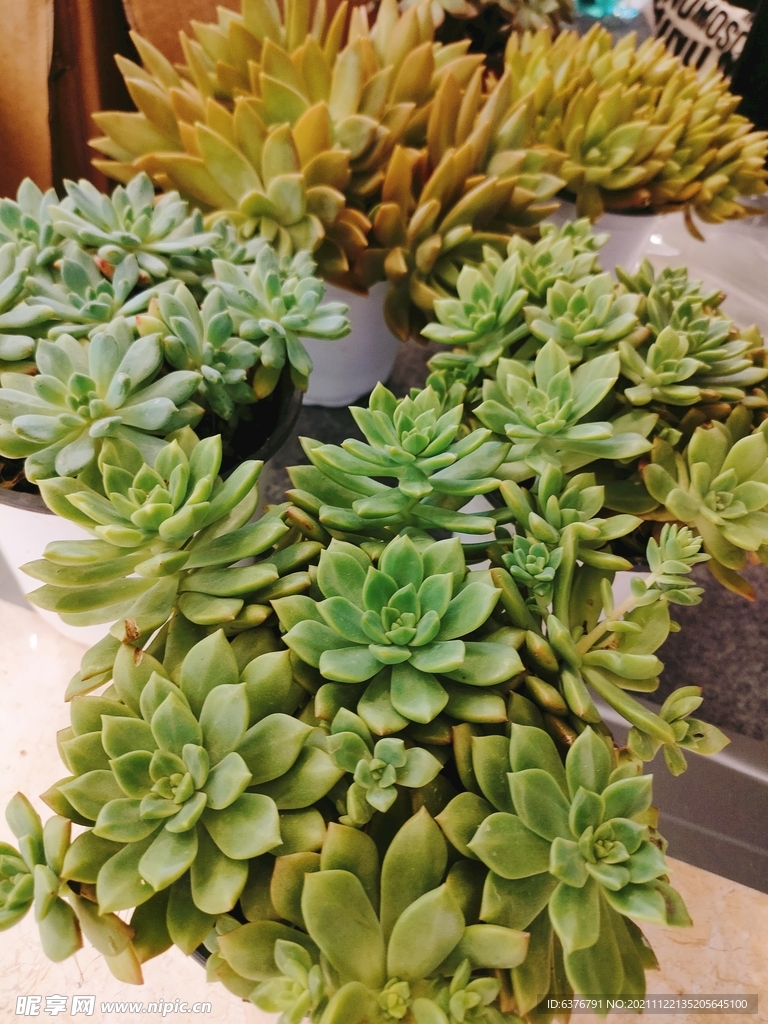 多肉 盆栽 绿色 花