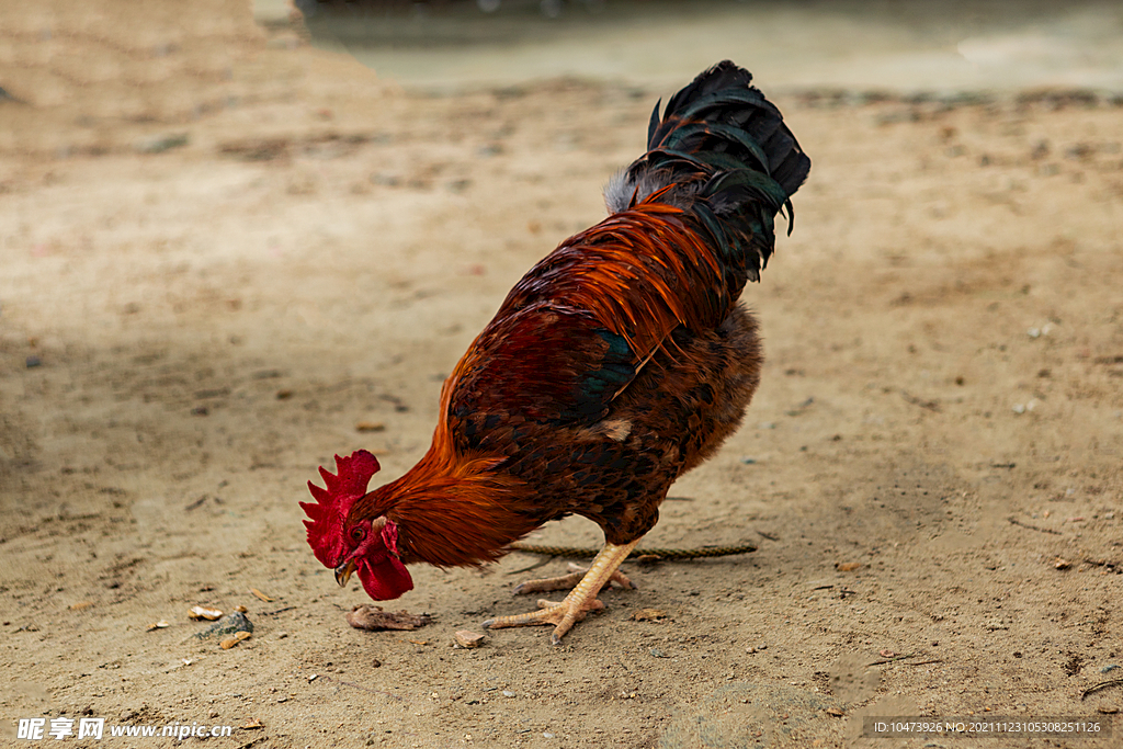 大公鸡走地鸡土鸡家禽
